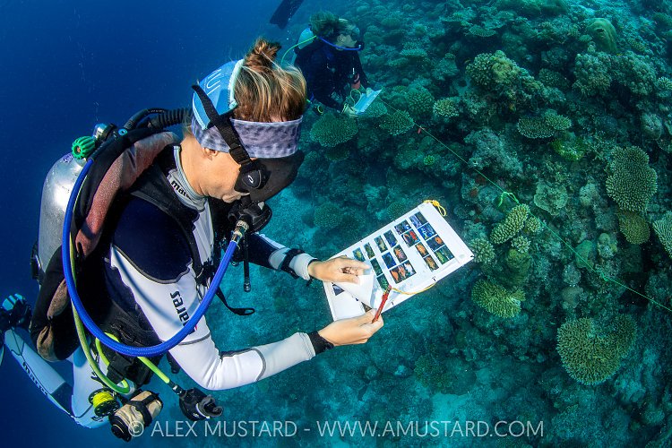 Reef Fish Surveys, Maldives