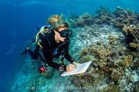 Reef Fish Surveys, Maldives
