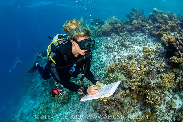 Reef Fish Surveys, Maldives