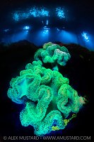 Fluorescent Leather Corals, Maldives