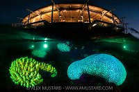 Reef Glow Laamu, Maldives