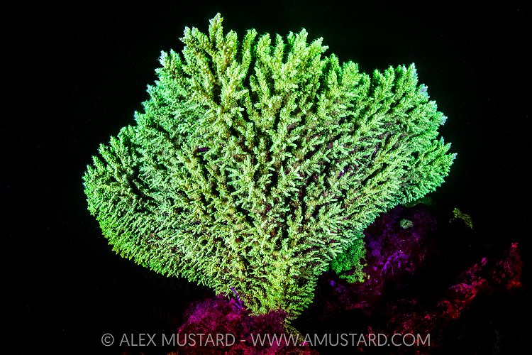 Fluorescent Coral, Maldives