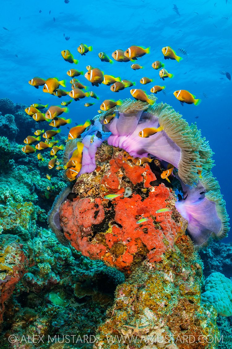 Anemonefish School, Maldives