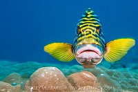 Oriental Sweetlips, Maldives