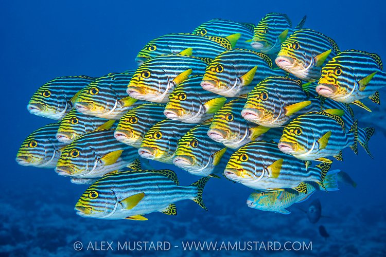 Oriental Sweetlips School, Maldives.