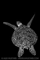 Green Turtle Back And White, Maldives