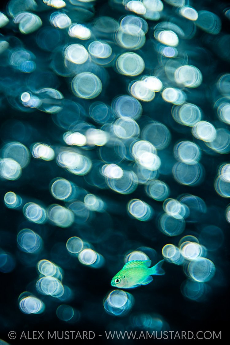 Chromis Damselfish, Maldives