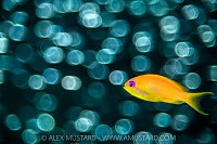 Anthias Bokeh, Maldives