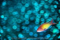 Anthias Bokeh, Maldives