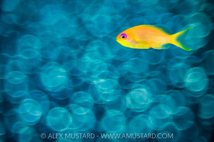 Anthias Bokeh, Maldives
