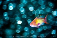 Anthias Bokeh, Maldives