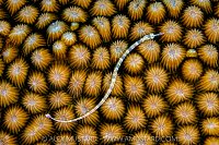 Pipefish On Coral, Maldives