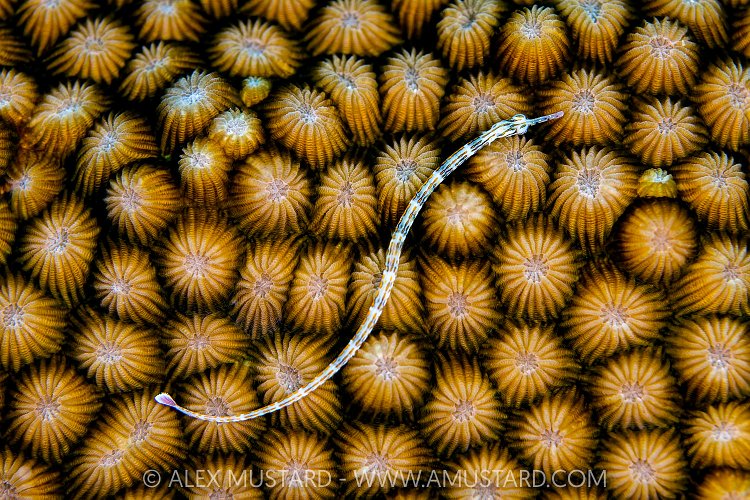 Pipefish On Coral, Maldives