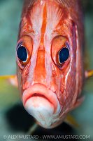 Sabre Squirrelfish, Maldives