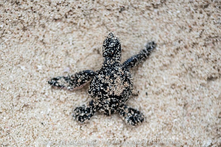 Turtle Hatchling, Maldives