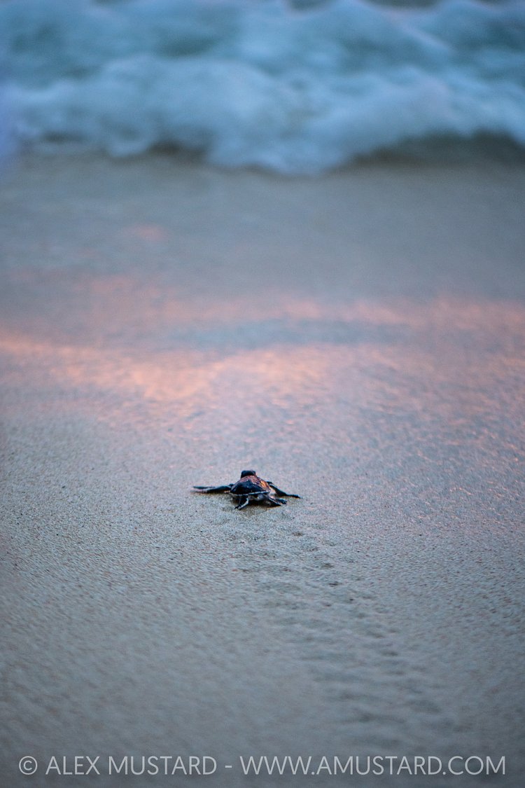 Turtle Hatchling, Maldives