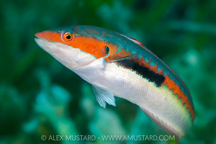Wrasse Portrait, Sardinia