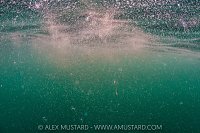 Copepod Aggregation, UK