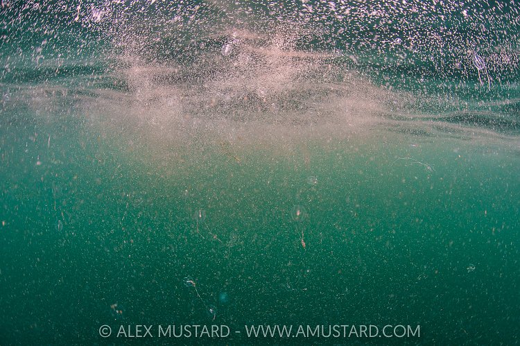 Copepod Aggregation, UK