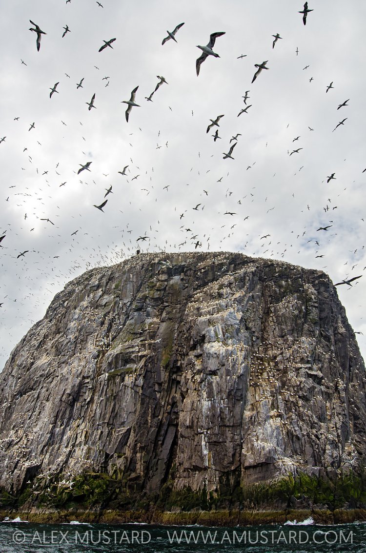 Gannets At Bass Rock, UK