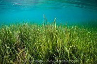 Seagrass In The Shallows, UK