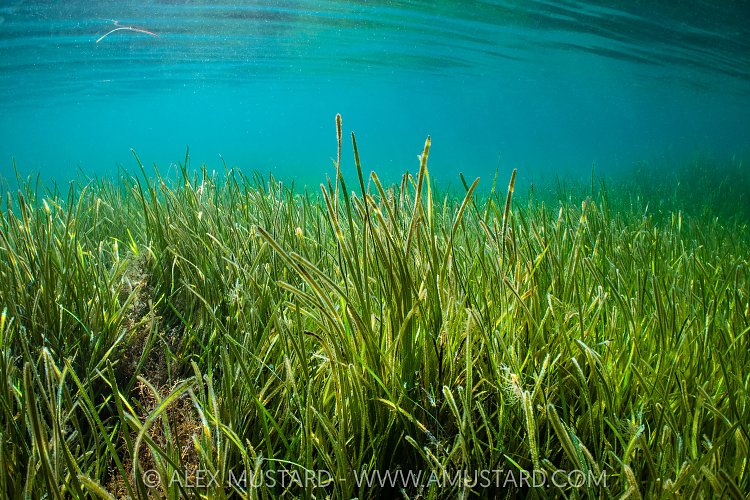 Seagrass In The Shallows, UK