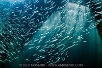 Sandeels Beneath Pier, UK