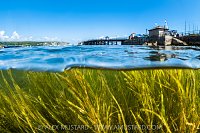 Seagrass In The Shallows, UK