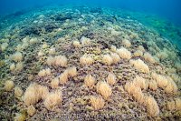 Snakelocks In The Shallows, UK