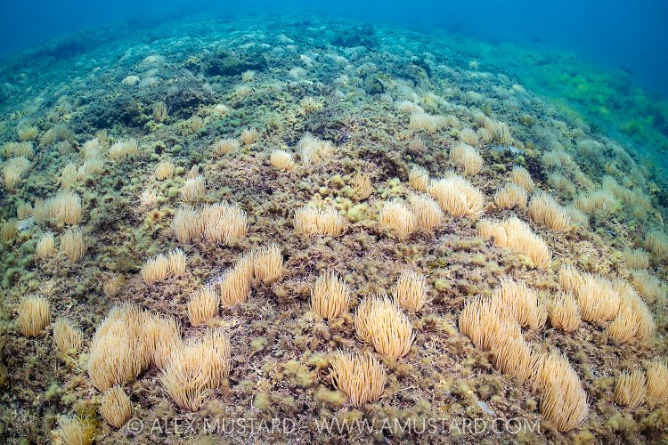 Snakelocks In The Shallows, UK