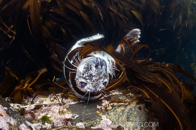 Seal In Kelp, UK
