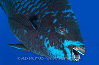 Midnight Parrotfish, Cayman Islands