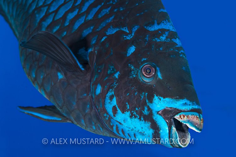 Midnight Parrotfish, Cayman Islands