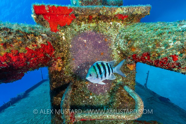 Purple Eggs, Cayman Islands