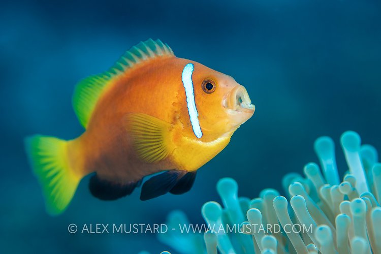 Anemonefish Warning, Maldives