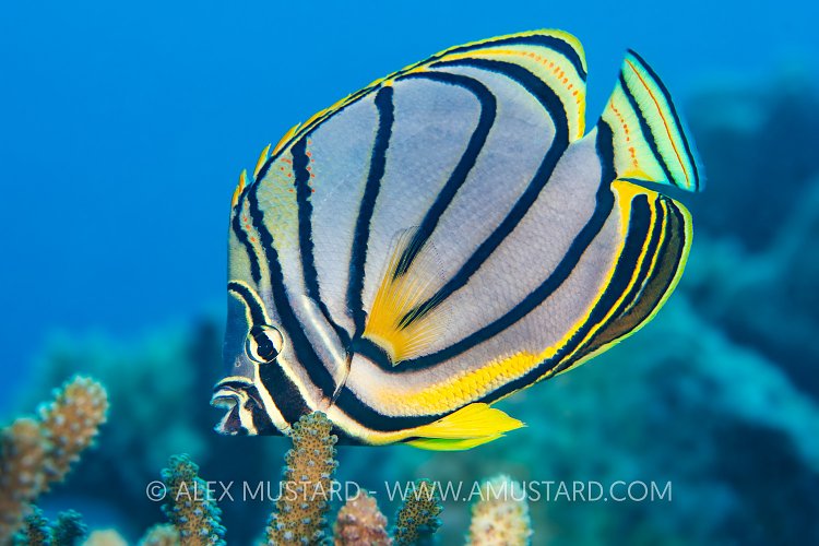 Butterflyfish Feeding, Maldives