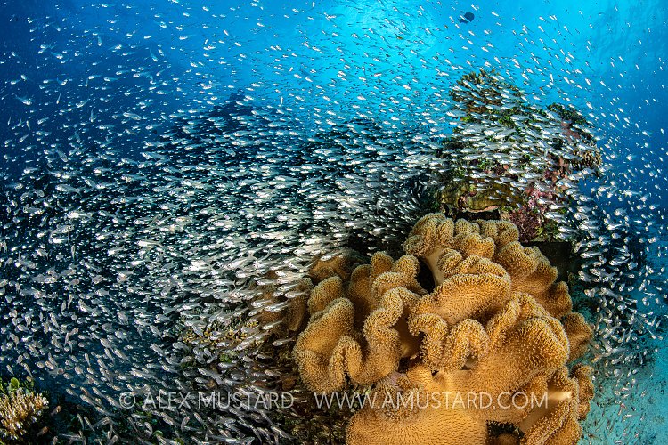 Glassfish On Reef, Maldives