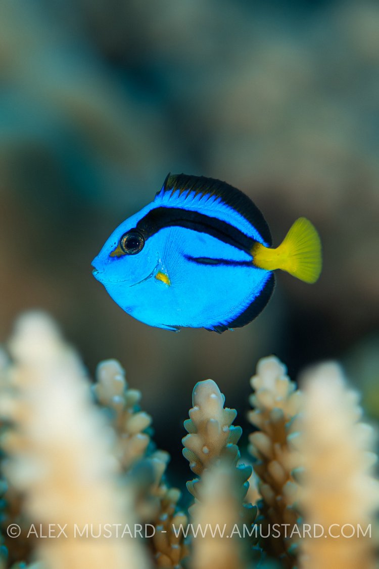 Finding Dory, Maldives