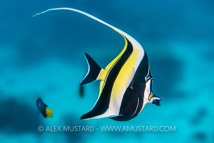 Moorish Idol, Maldives
