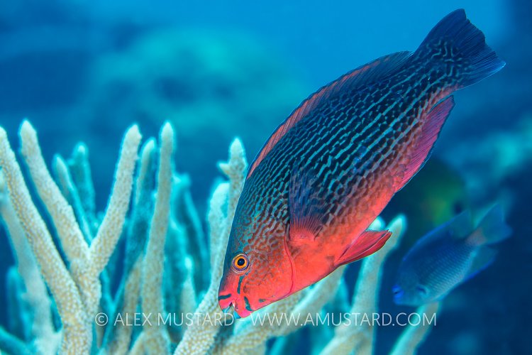 Parrotfish Feeding, Maldives.