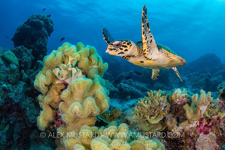 Hawksbill Turtle On Reef, Maldives