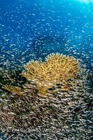 Glassfish Cloud, Maldives