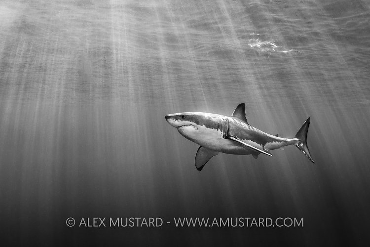 Black And Great White, Mexico