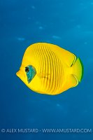 Yellow On Blue, Egypt