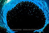Table Coral Silhouette, Egypt