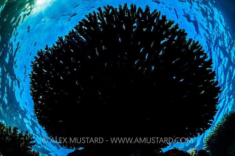 Table Coral Silhouette, Egypt