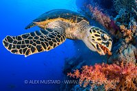 Hawksbill Feeding, Egypt