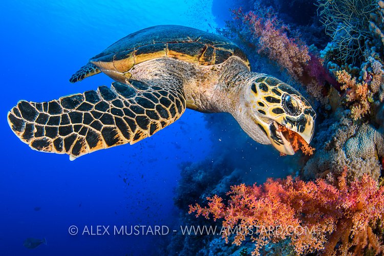 Hawksbill Feeding, Egypt