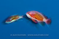 Male Anthias Display, Egypt