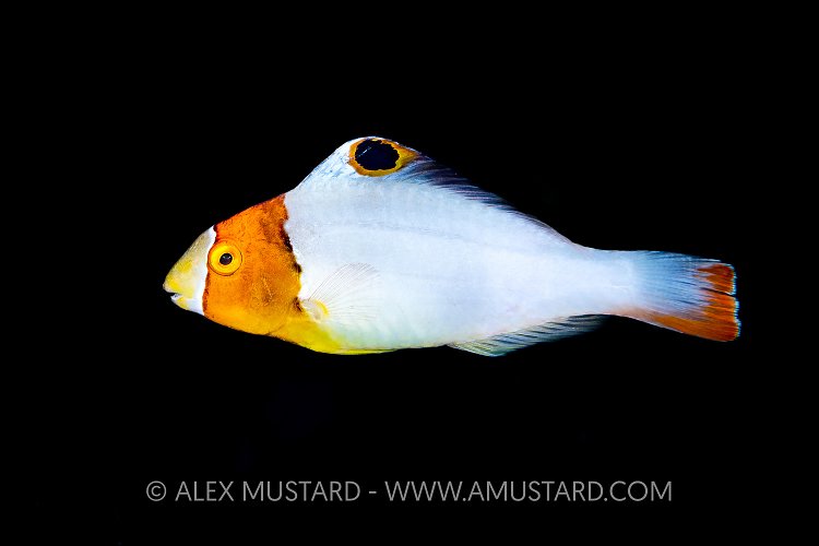 Bicolor Parrotfish, Egypt